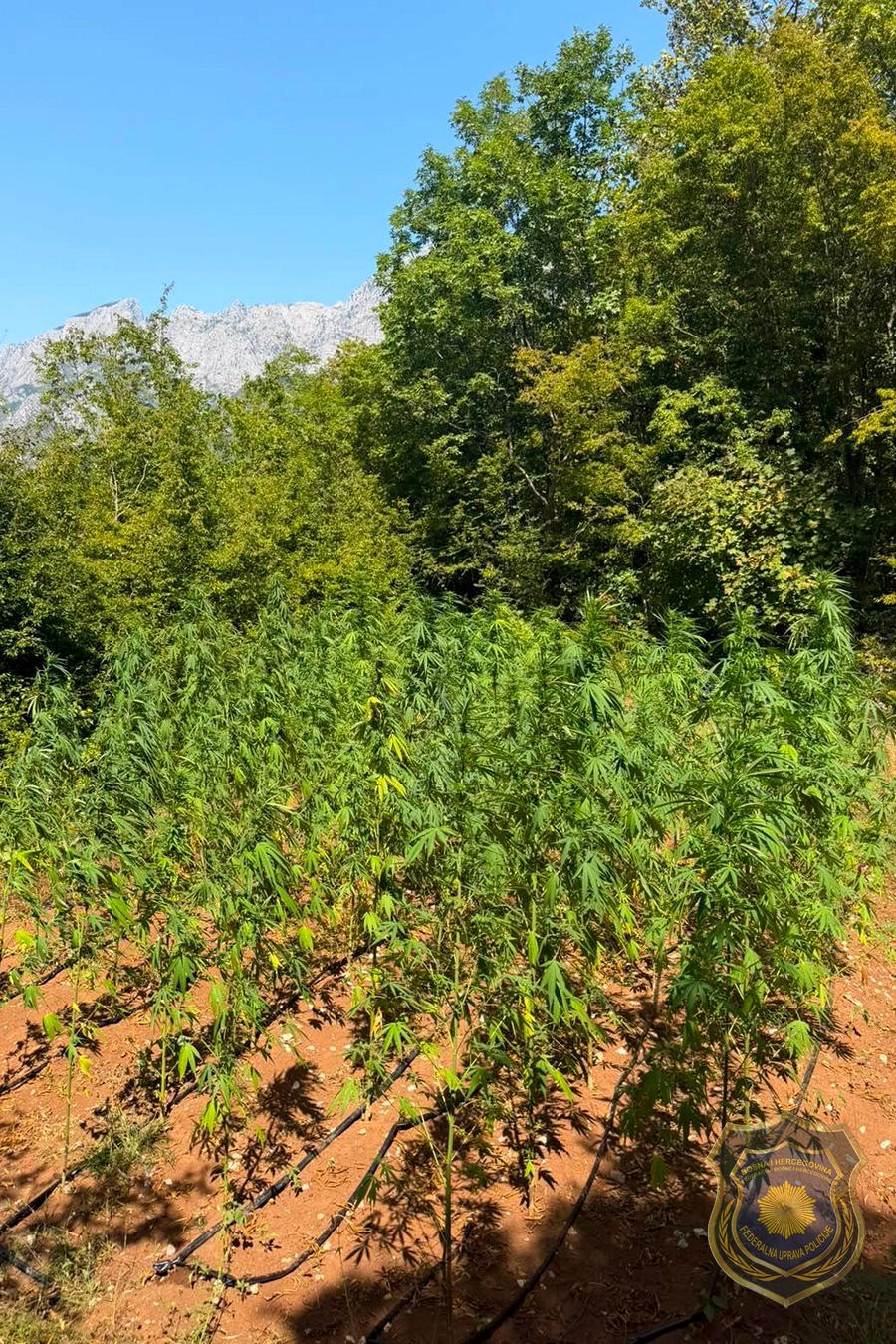 FOTO Policija kod Mostara otkrila 12 plantaža marihuane