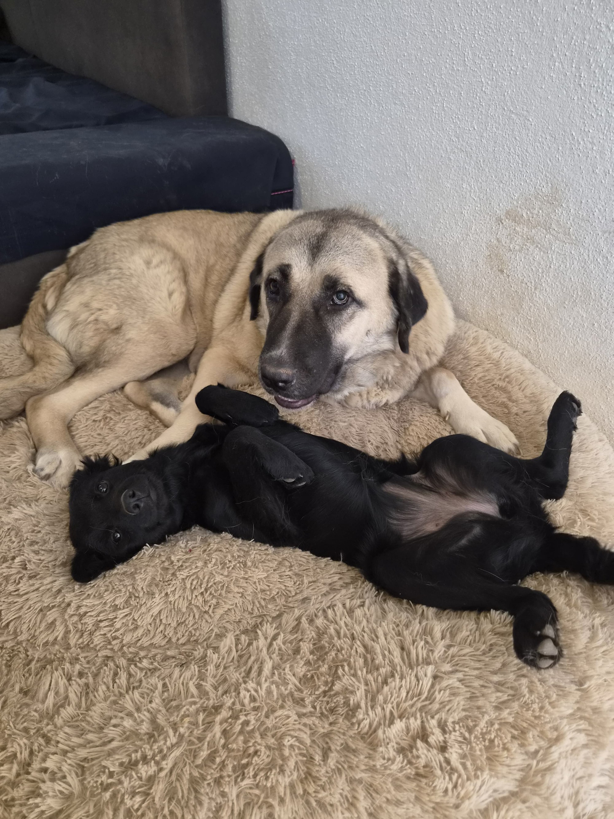 Curu su na ulici gađali kamenjem. Unatoč svemu, nije prestala vjerovati ljudima
