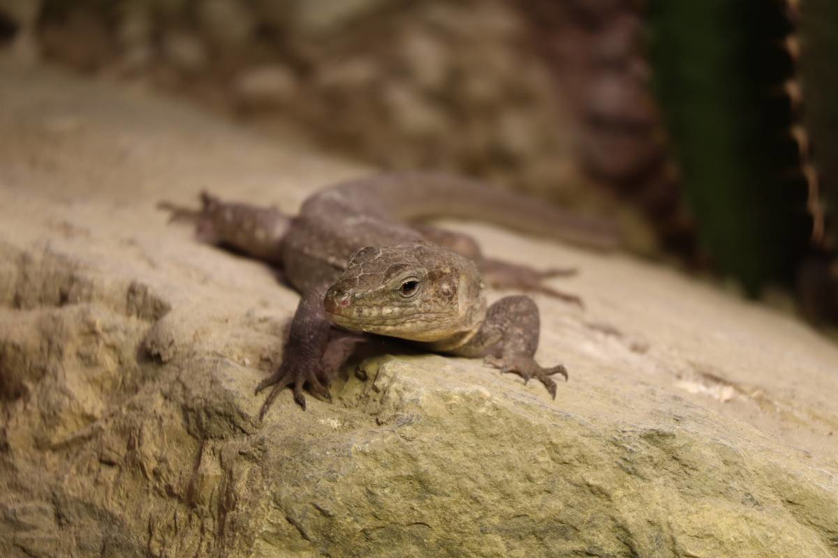U ZOO Zagreb stiglo osam kanarskih divovskih gušterica, mogu narasti više od 80 cm