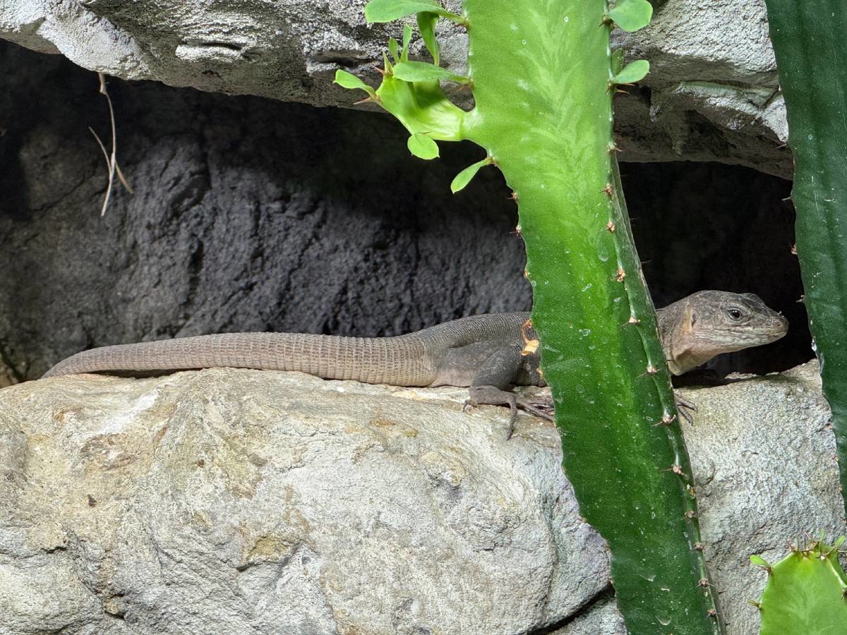 U ZOO Zagreb stiglo osam kanarskih divovskih gušterica, mogu narasti više od 80 cm
