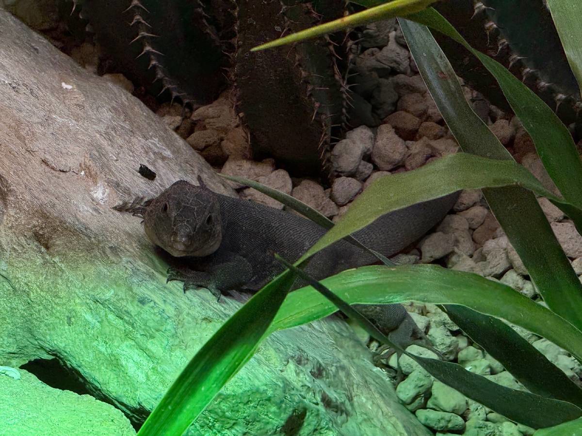 U ZOO Zagreb stiglo osam kanarskih divovskih gušterica, mogu narasti više od 80 cm