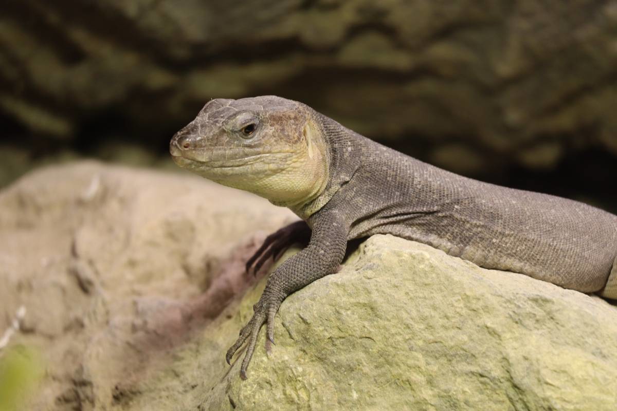 U ZOO Zagreb stiglo osam kanarskih divovskih gušterica, mogu narasti više od 80 cm