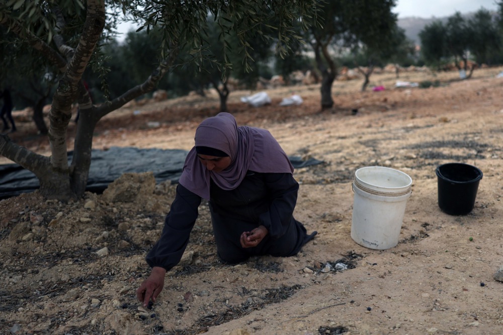 FOTO Izraelski rabin odobrio krađu maslina Palestincima na Zapadnoj obali