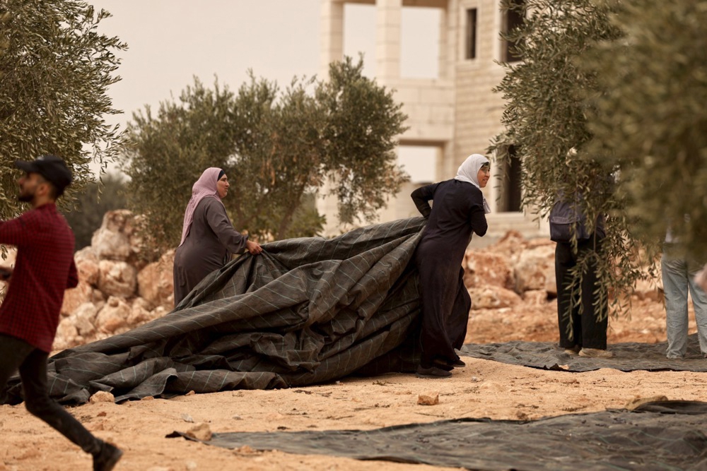 FOTO Izraelski rabin odobrio krađu maslina Palestincima na Zapadnoj obali