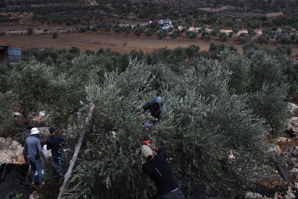 FOTO Izraelski rabin odobrio krađu maslina Palestincima na Zapadnoj obali