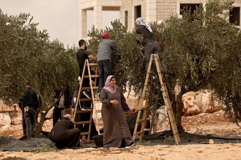 FOTO Izraelski rabin odobrio krađu maslina Palestincima na Zapadnoj obali