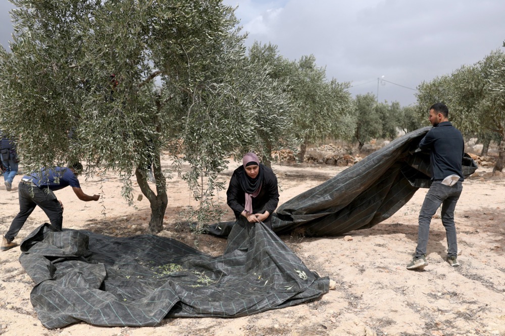 FOTO Izraelski rabin odobrio krađu maslina Palestincima na Zapadnoj obali