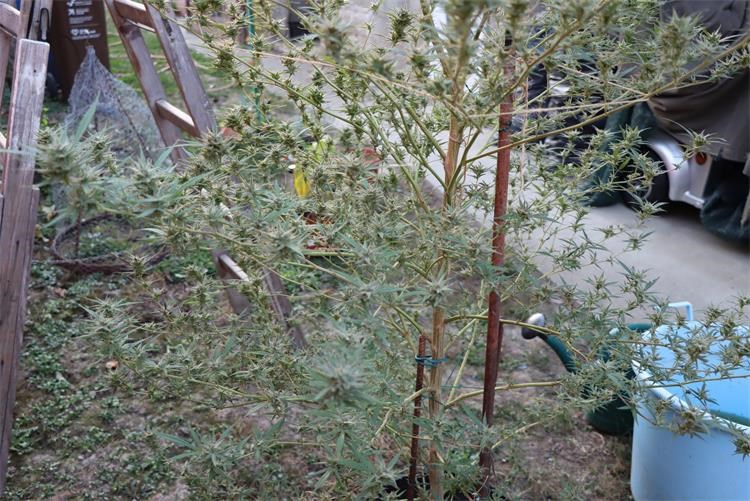 FOTO Kod Osijeka pronašli tri vreće pune marihuane i više od 200 grana konoplje
