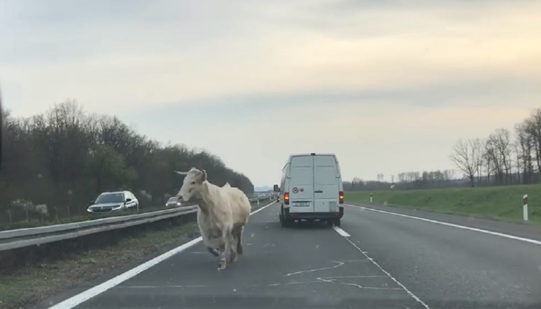 VIDEO Krave šetale po autocesti kod Jastrebarskog