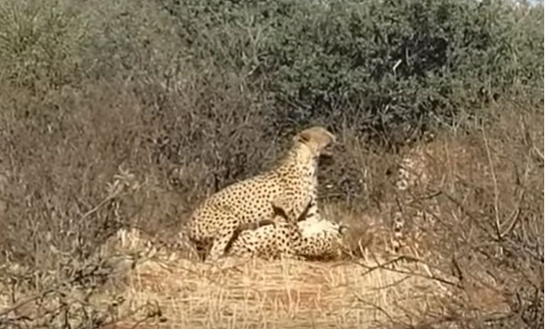 Snimljena izuzetno rijetka pojava "seksa utroje" među gepardima