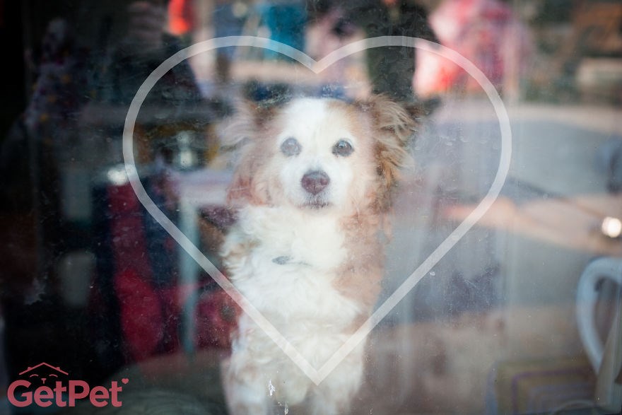 Litvanci osmislili aplikaciju nalik Tinderu, a služi za udomljavanje životinja