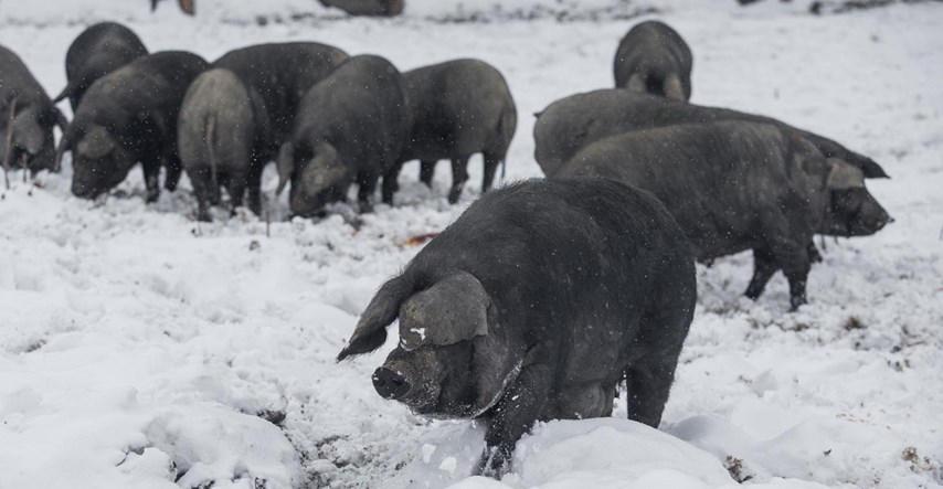 Lovci kod Škabrnje propucali domaće svinje jer su mislili da su divlje