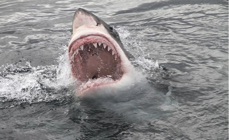 Dječaka na Floridi napao morski pas, dobio 120 šavova