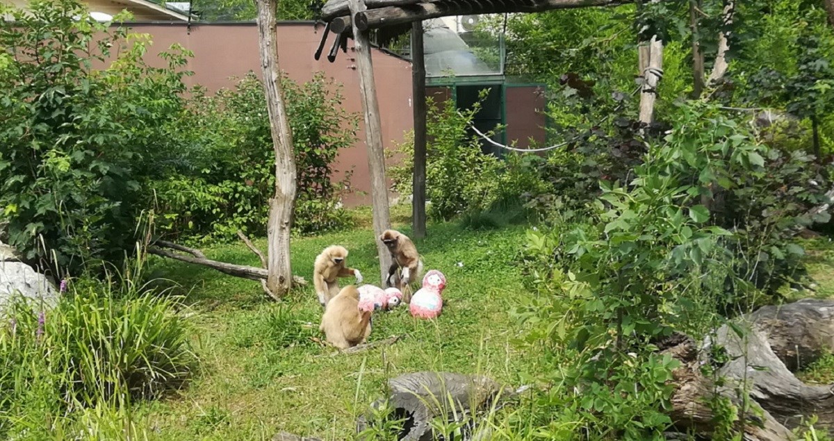 Giboni iz zagrebačkog ZOO-a prognozirali da će Vatreni pregaziti Argentinu