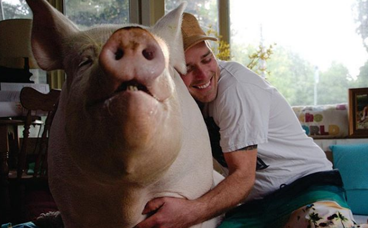 Svinja s neobičnom životnom pričom ima više od milijun pratitelja na Facebooku