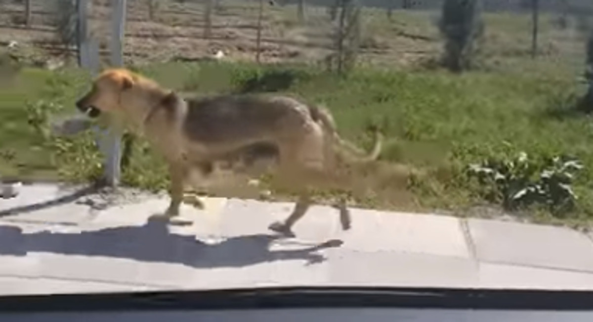 Pratio je lutalicu koja je nosila zdjelicu s hranom pa snimio nešto divno