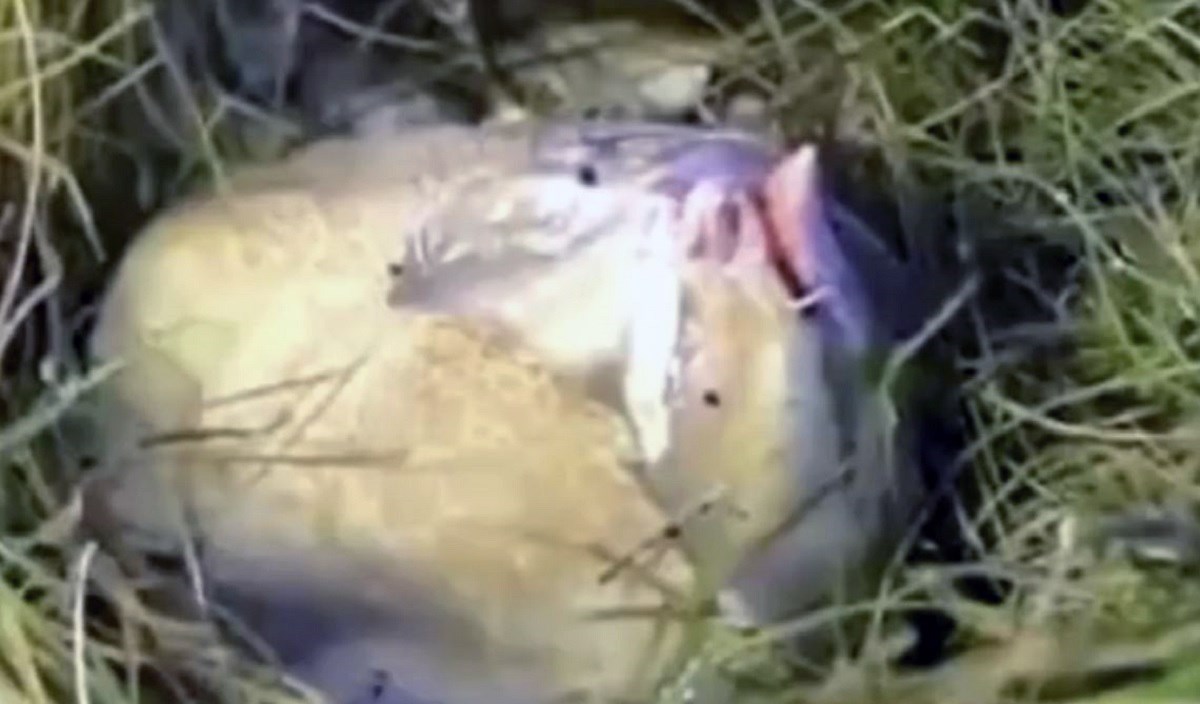 U vrtu pronašla bizarnu sluzavu loptu, ostala u šoku kad se počela kretati