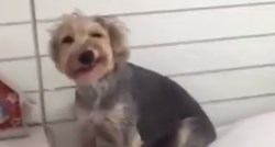 Pas je napravio glupost koja bi razljutila svaku vlasnicu, no vas će nasmijati