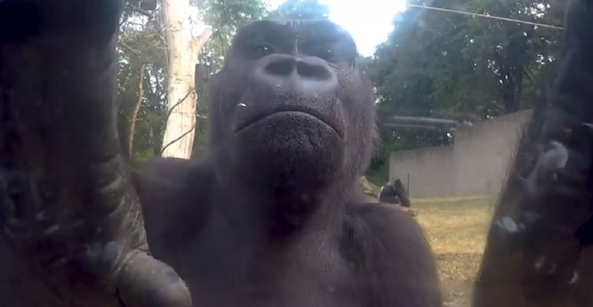 Ovo se dogodilo kad su dvije gorile našle skrivenu kameru u svojoj nastambi