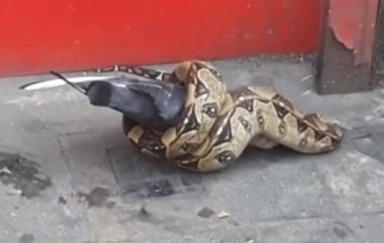 Ogromna zmija snimljena kako jede goluba u prometnoj ulici metropole