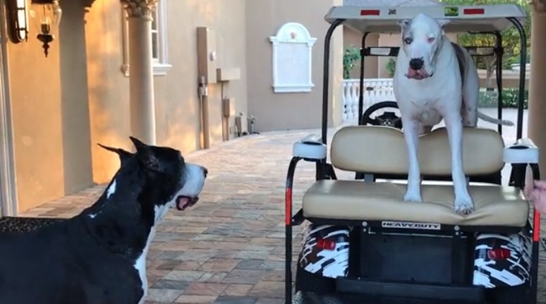 Tvrdoglavi pas svađa se s vlasnicom i odbija poslušati njezinu naredbu