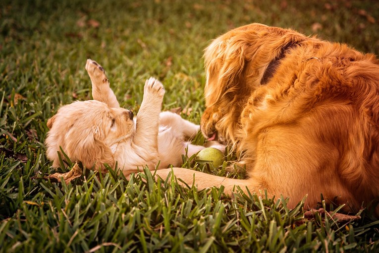 Zlatni retriveri najomiljeniji su psi na svijetu, evo zašto je to tako