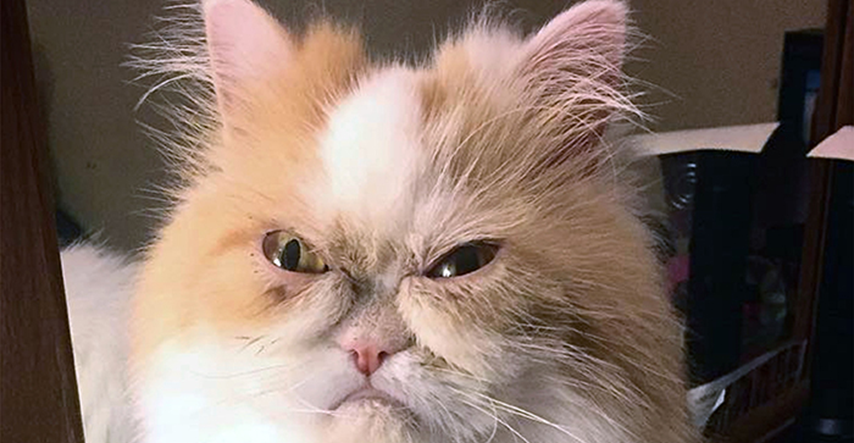 Grumpy Cat dobila nasljednika koji je, baš poput nje, ljut na cijeli svijet