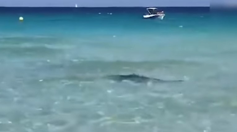 VIDEO Morski pas uplivao u plićak popularnog ljetovališta, ljudi bježali iz mora