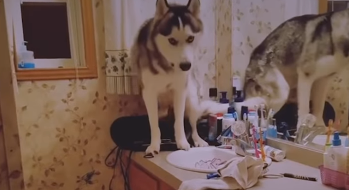 Najsmješniji zločesti psi koji su uhvaćeni na djelu uljepšat će vam dan