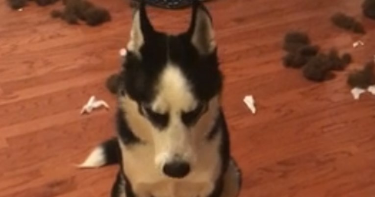 Haski napravio glupost pa se branio "pričom" kako bi izbjegao kaznu