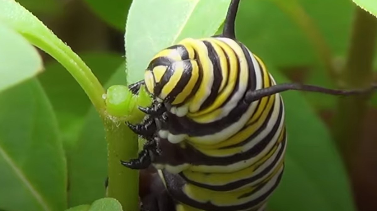 ČUDO PRIRODE Kako se gusjenica pretvori u leptira?