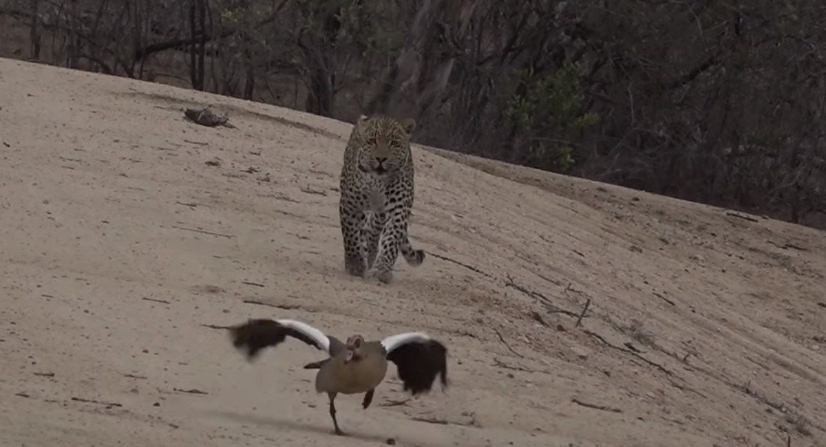 Guska nadmudrila gladnog leoparda na genijalan način i tako spasila mlade