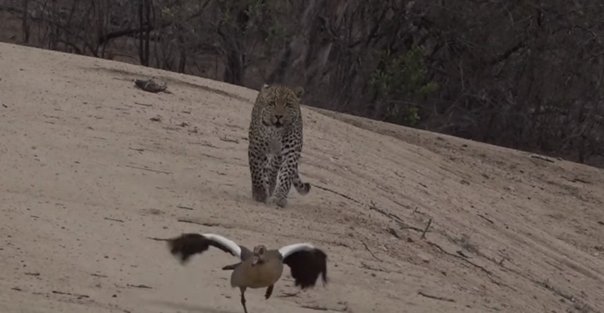 Guska nadmudrila gladnog leoparda na genijalan način i tako spasila mlade
