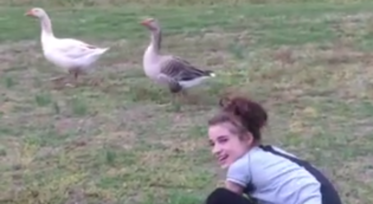 Djevojka zadirkivala guske, a onda joj je jedna odlučila uzvratiti udarac
