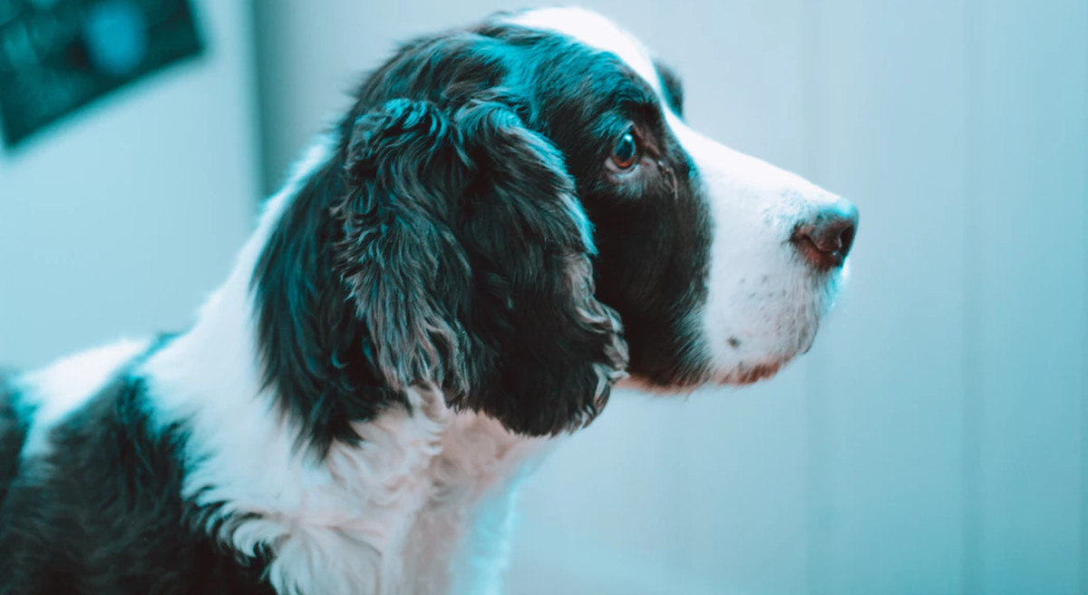 Kako posjet veterinaru učiniti što bezbolnijim