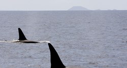 Hoće li preživjeti? Kitovi orke i beluga pušteni iz zatočeništva u more