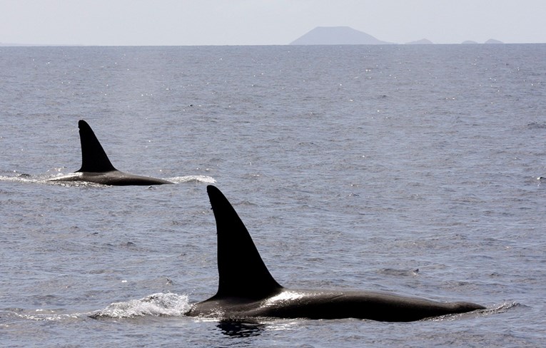 Hoće li preživjeti? Kitovi orke i beluga pušteni iz zatočeništva u more