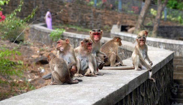 Majmuni u Indiji kamenovali muškarca, preminuo je u bolnici
