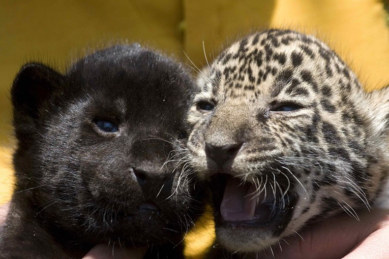 U Meksiku raste populacija jaguara, ima ih čak 20 posto više