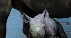 Crni nosorozi krenuli su na dugačak put iz Europe: Vratit će ih u divljinu
