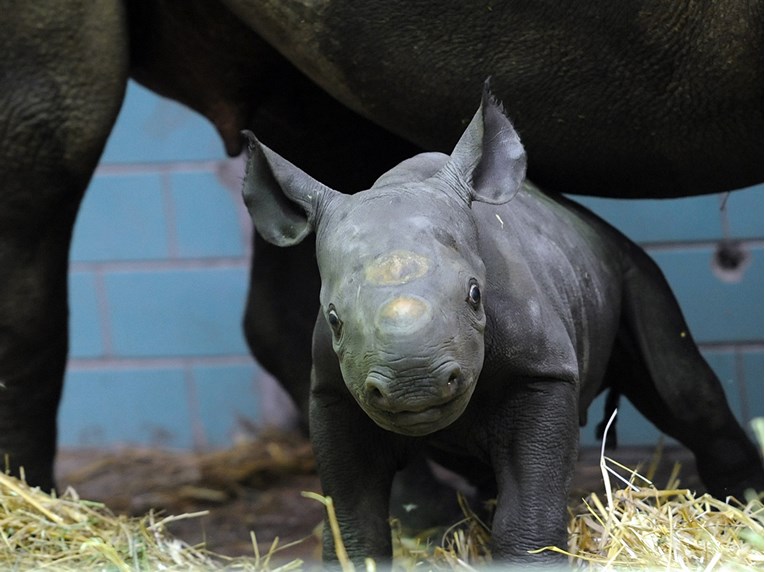 Crni nosorozi krenuli su na dugačak put iz Europe: Vratit će ih u divljinu
