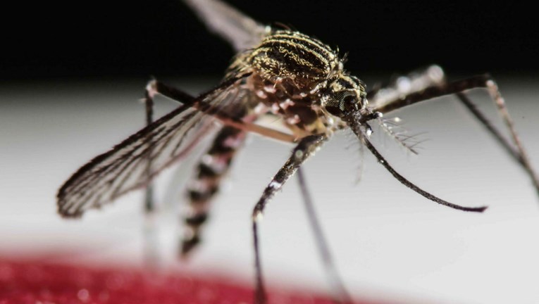 Komarci i krpelji će zbog klimatskih promjena prenositi sve više bolesti Europom