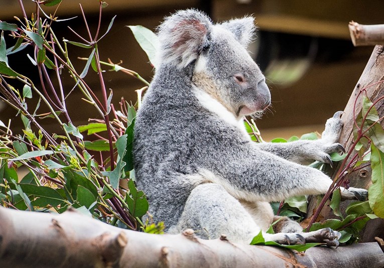 Koale masovno gladuju nakon velike sječe stabla u Australiji