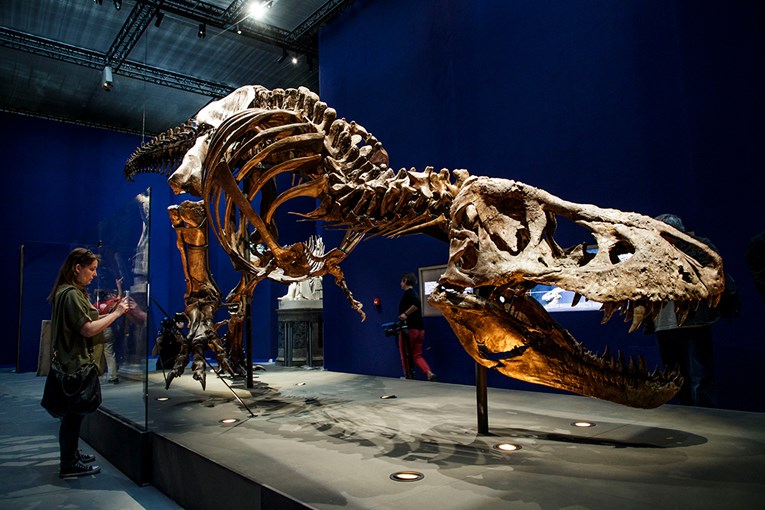 Studija: Tiranosaur rex nije mogao isplaziti jezik