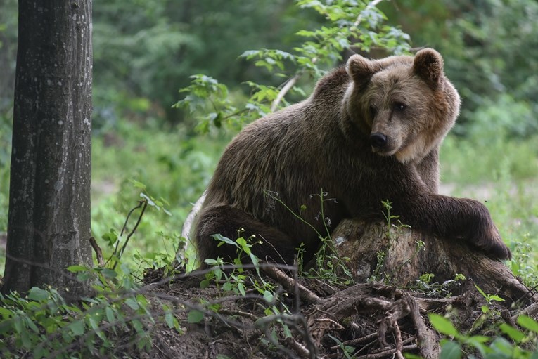 Medvjedi u Rusiji raskopali grobove tražeći hranu