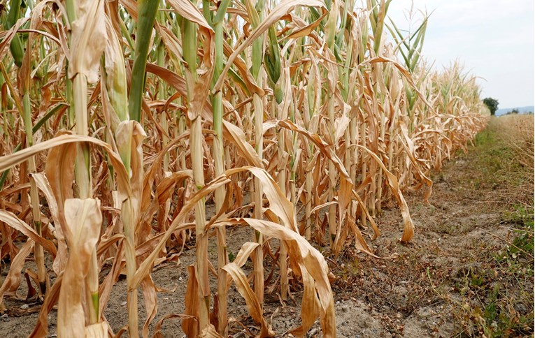 Europska komisija povećava potporu poljoprivrednicima koji se bore sa sušom