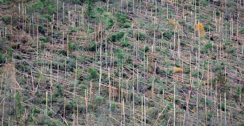 Ljudi su lani uništili prašume površine Engleske