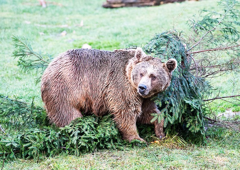 Skoro su nestali, a danas ih ima 50% više. Slovenija ima problem s medvjedima