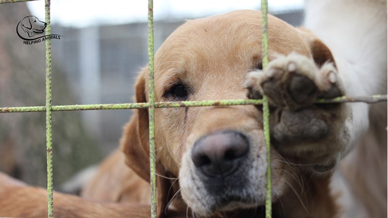 U čakovečkom skloništu Prijatelji i dalje živi 800 pasa, a pomoći nema dovoljno