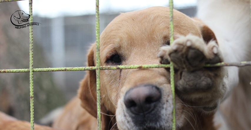 U čakovečkom skloništu Prijatelji i dalje živi 800 pasa, a pomoći nema dovoljno